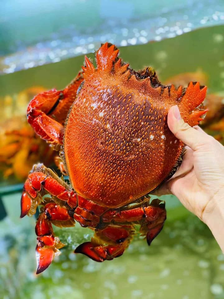 Cua huỳnh đế là đặc sản của vùng đảo Lý Sơn (Quảng Ngãi), Phú Quý (Bình Thuận) và chỉ có vào mùa tháng 3 đến tháng 5 hàng năm.