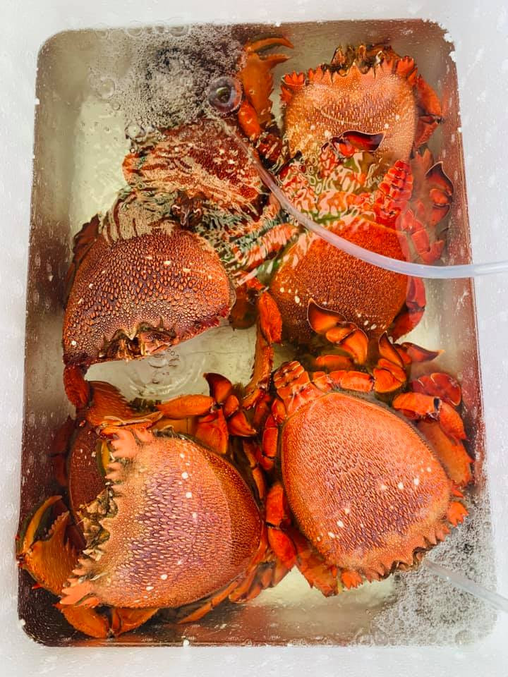 Trong khi đó, năm ngoái, cua huỳnh đế được bán ra cả triệu đồng/kg size 1 kg và 750.000-850.000 đồng/kg loại 400-500 gram.