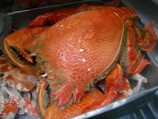 Cua huỳnh đế được bắt bằng cách lặn hoặc dùng bẫy. Nhiều ngư dân cho biết, cua huỳnh đế sống ở những vùng biển nước sâu từ 100 – 300m nên việc đánh bắt khó khăn và nguy hiểm.