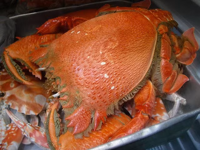 Cua huỳnh đế được bắt bằng cách lặn hoặc dùng bẫy. Nhiều ngư dân cho biết, cua huỳnh đế sống ở những vùng biển nước sâu từ 100 – 300m nên việc đánh bắt khó khăn và nguy hiểm.