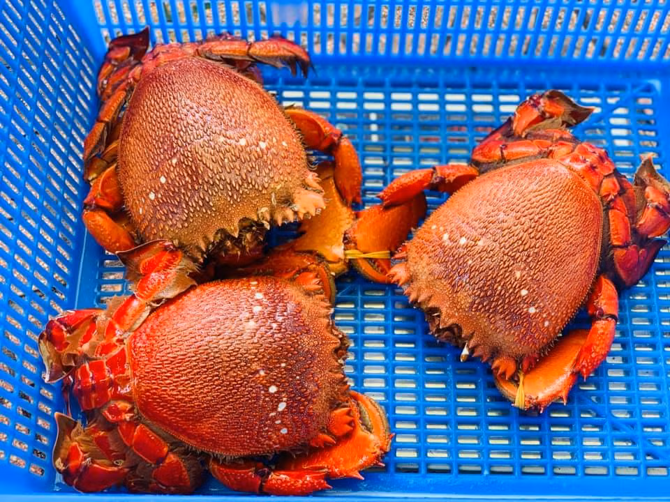 Trước giảm giá "sốc", cua huỳnh đế vừa đắt vừa hiếm có tiền chưa chắc được ăn Truoc giam gia