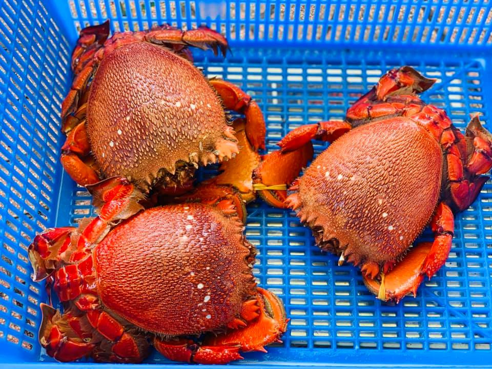 Không chỉ tôm hùm hay cá hồi Sapa, cua huỳnh đế cũng đang giảm giá khá mạnh, chỉ dao động ở mức 450.000-550.000 đồng/kg.