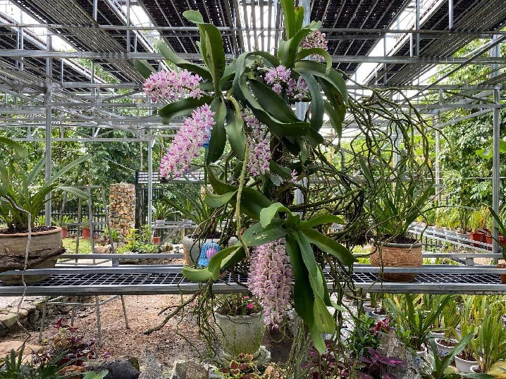 Tầng trên anh Tài trồng 0.000 giò lan phi điệp hay còn gọi là giả hạc. Ảnh: Dân Việt.