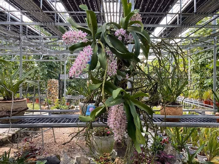 Tầng trên anh Tài trồng 0.000 giò lan phi điệp hay còn gọi là giả hạc. Ảnh: Dân Việt.