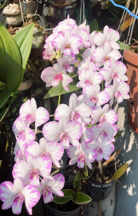 Vườn lan của Phước An hiện có vài trăm giò lan rừng lớn nhỏ với hơn 60 chủng loại khác nhau như: giả hạc, trầm, kèn, thủy tiên dẹt...Ảnh: Baovinhlong