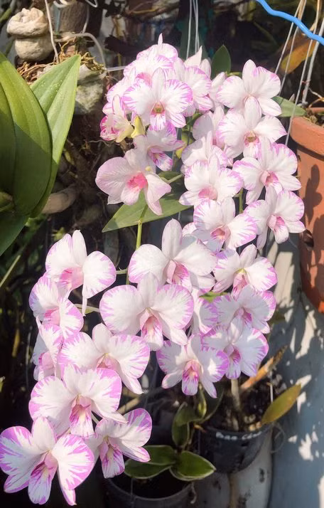 Vườn lan của Phước An hiện có vài trăm giò lan rừng lớn nhỏ với hơn 60 chủng loại khác nhau như: giả hạc, trầm, kèn, thủy tiên dẹt...Ảnh: Baovinhlong