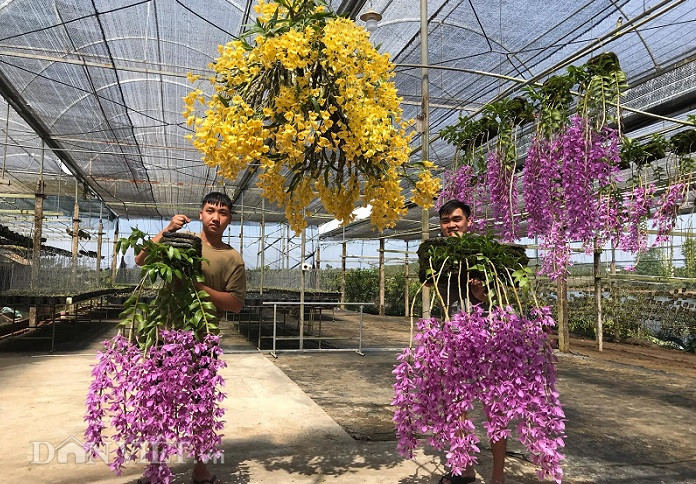 Vườn lan của Nghi có trên 10.000 giò lan rừng các loại, bao gồm nhiều giống lan quý như Trầm Rồng đỏ, Hawaii tím, Giả hạc chớp mỹ, Giả Di Linh... với giá trị hơn 3 tỷ đồng. Ảnh: Dân Việt.