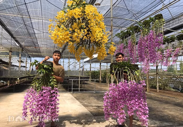 Vườn lan của Nghi có trên 10.000 giò lan rừng các loại, bao gồm nhiều giống lan quý như Trầm Rồng đỏ, Hawaii tím, Giả hạc chớp mỹ, Giả Di Linh... với giá trị hơn 3 tỷ đồng. Ảnh: Dân Việt.