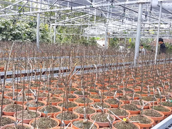 Đến nay, vườn lan của anh Tài có hơn 20 chủng loại lan rừng khác nhau như phi điệp lá phát tài, phi điệp 5 cánh trắng, quế lan hương rừng...Năm 2019, doanh thu từ vườn lan mang về cho anh Tài trên 5 tỷ đồng. Ảnh: Dân Việt.