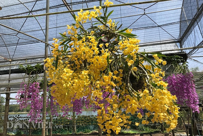 Bên trong khu vườn, Nghi bố trí hệ thống tưới phun tự động trên cao khoảng 3m. Bên dưới được phủ một lớp bạt mà theo chủ vườn chúng giúp cho vườn sạch, cách ly được với sâu bệnh gây hại. Ảnh: Dân Việt.