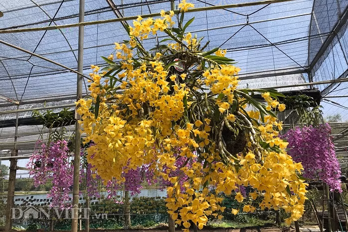 Bên trong khu vườn, Nghi bố trí hệ thống tưới phun tự động trên cao khoảng 3m. Bên dưới được phủ một lớp bạt mà theo chủ vườn chúng giúp cho vườn sạch, cách ly được với sâu bệnh gây hại. Ảnh: Dân Việt.