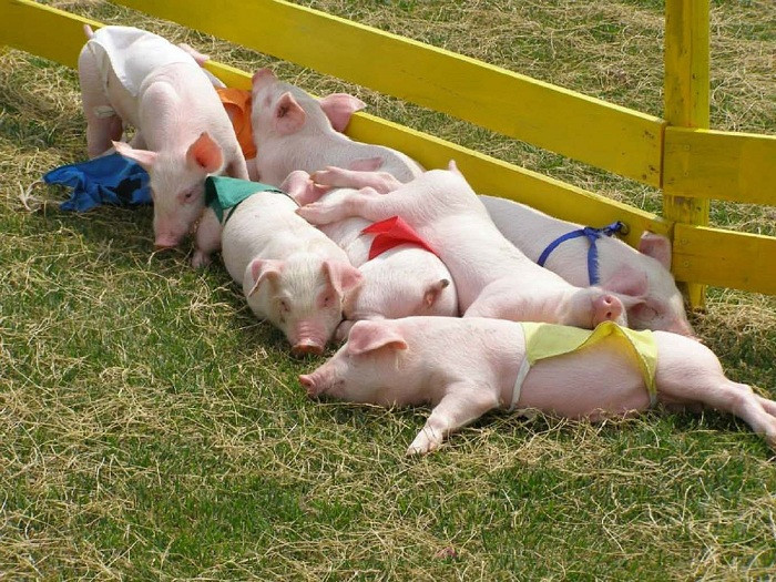 Tại các trang trại ở Nhật Bản, những chú heo được nuôi bởi rau, thức ăn organic và được vui chơi thỏa thích ngoài vườn. Ảnh: Dangcapphaidep.