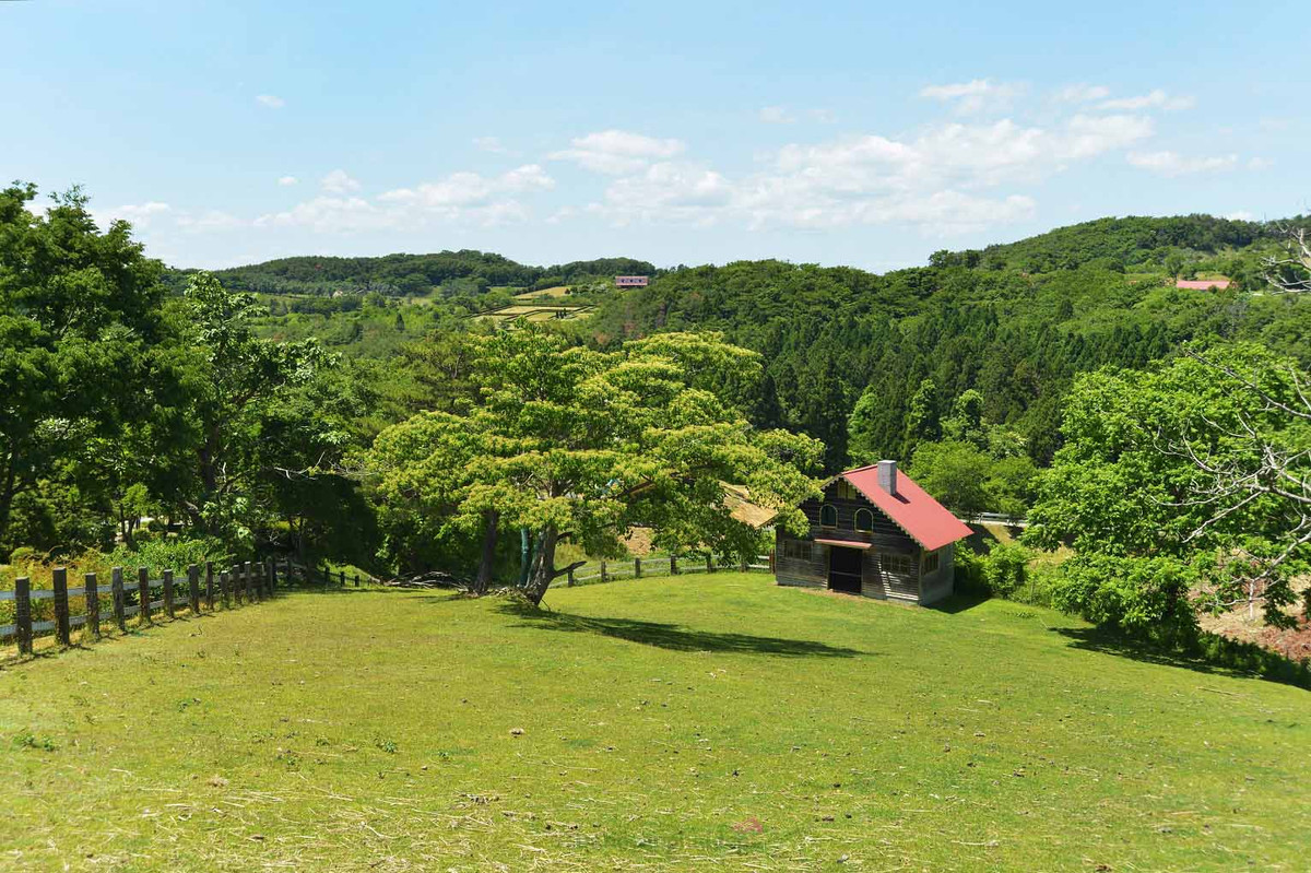 Những chú heo được nuôi trong môi trường xanh, sạch. Ảnh: Dangcapphaidep.