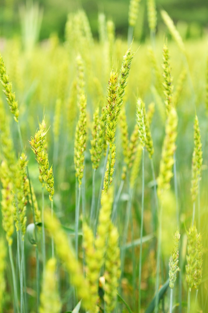 Thêm nữa, heo còn được uống nước tinh khiết được lọc qua các loại đá thiên nhiên trên tháp nước của cao nguyên. Nguồn thức ăn chính được chọn lọc kỹ lưỡng từ milo, lúa mạch, khoai, gạo không biến đổi gen. Ảnh: Dangcapphaidep.