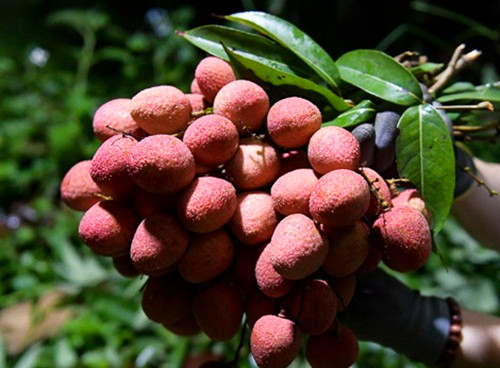 Vải Lục Ngạn năm nay quả to, ít sâu nên bán được giá cao. Loại vải đẹp có giá 20-23.000 đồng/kg. Ảnh: Infonet.