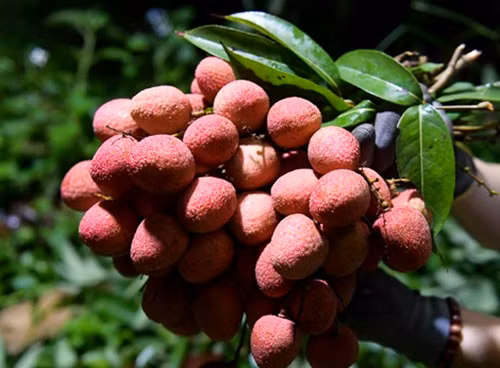 Vải Lục Ngạn năm nay quả to, ít sâu nên bán được giá cao. Loại vải đẹp có giá 20-23.000 đồng/kg. Ảnh: Infonet.