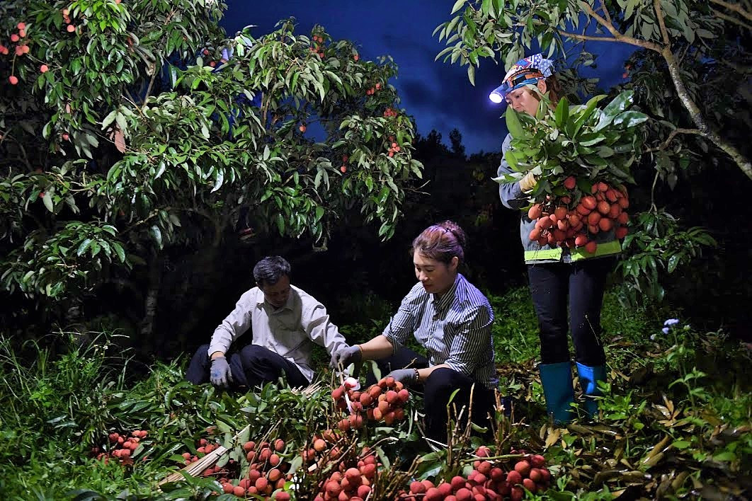 Vải thiều là cây trồng chủ lực của tỉnh Bắc Giang. Tổng sản lượng dự kiến tiêu thụ trong nước năm nay đạt 80.000 tấn. Ảnh: Reatimes.