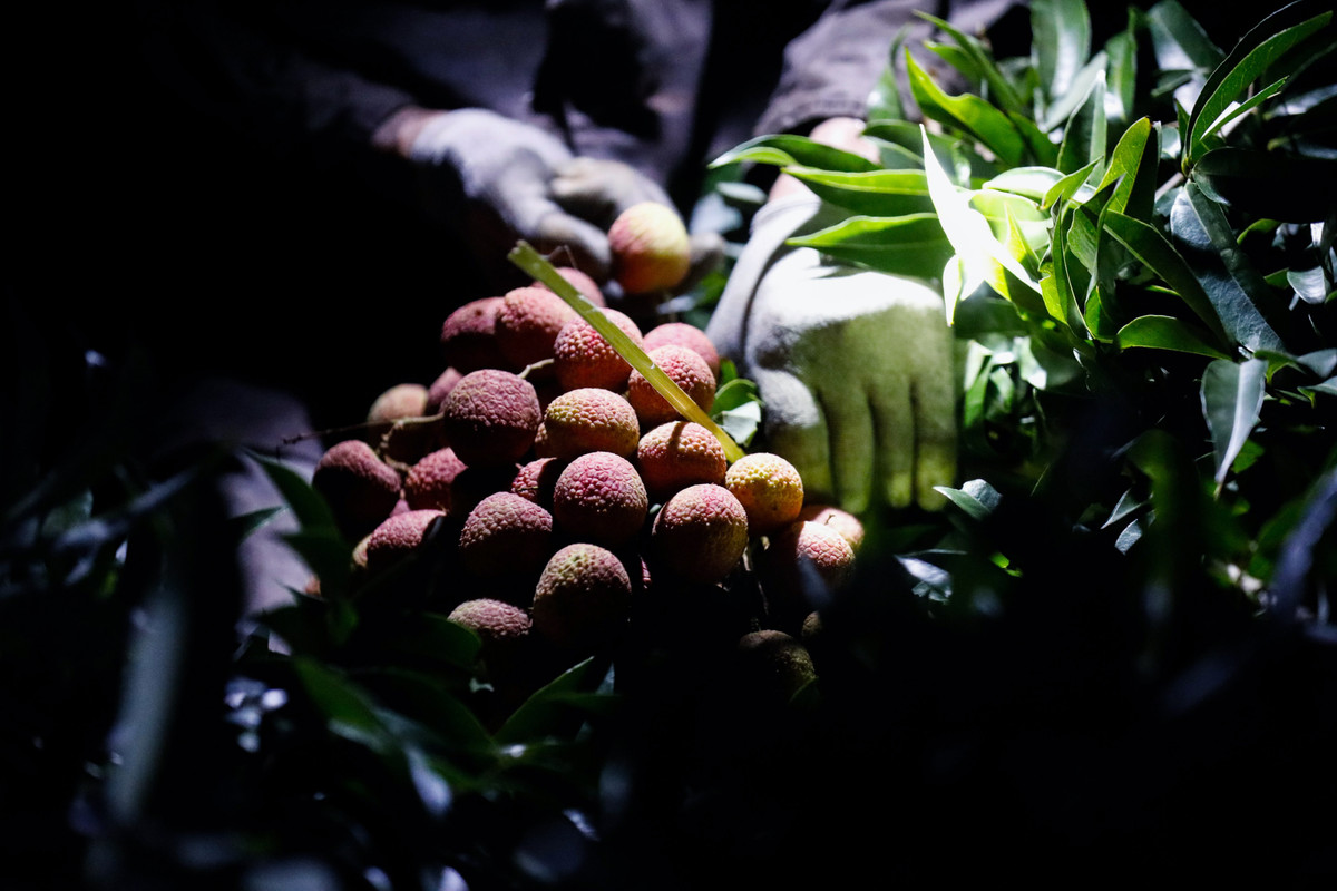 Chia sẻ trên Infonet, chị Hà (Lục Ngạn, Bắc Giang) cho biết, thời điểm vải chín rộ, nhà nào cũng phải tranh thủ dậy sớm, có nhà 2h sáng đã dậy rồi. Ảnh: Cand.