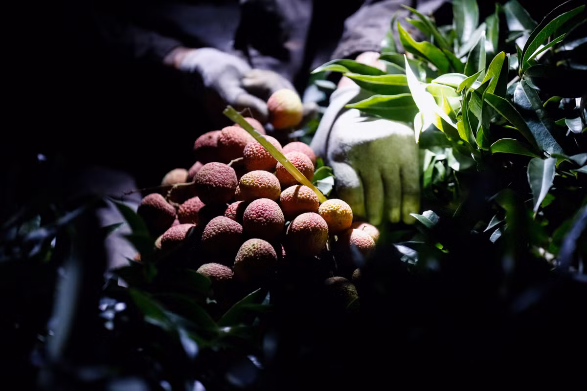 Chia sẻ trên Infonet, chị Hà (Lục Ngạn, Bắc Giang) cho biết, thời điểm vải chín rộ, nhà nào cũng phải tranh thủ dậy sớm, có nhà 2h sáng đã dậy rồi. Ảnh: Cand.