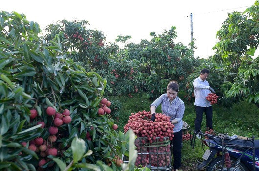 Lục Ngạn có 3 loại vải, trong đó vải U Hồng và Thanh Hà thu hoạch sớm trước một tháng, sau cùng là vải thiều. Ảnh: Ảnh: Infonet.