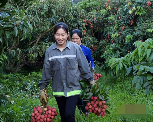 Năm 2019 doanh thu từ vải thiều của huyện Lục Ngạn đạt hơn 4.000 tỷ đồng. Ảnh: Infonet. Video: Vải Lục Ngạn sẽ không sang Trung Quốc? Nguồn: VTC1