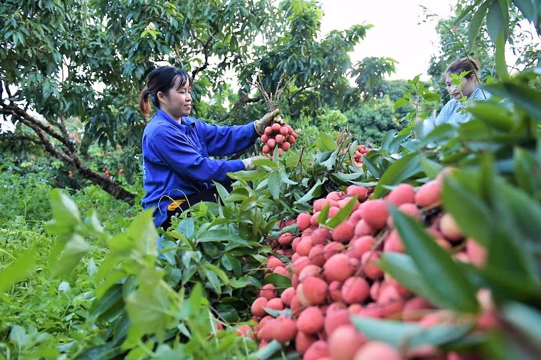 Thời gian thu hoạch vải chín sớm từ ngày 10/5 đến ngày 10/6; vải chính vụ thu hoạch từ ngày 10/6. Ảnh: Reatimes.