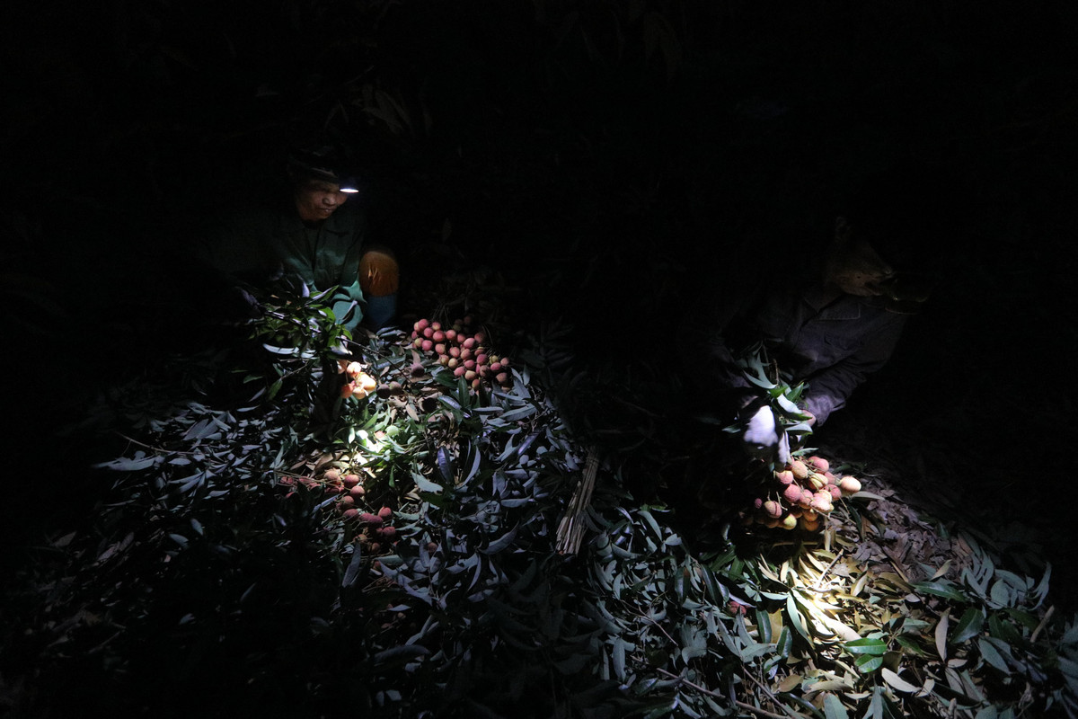 Các thương lái chỉ thu mua vải buổi sáng (buổi chiều sẽ đóng hàng và vận chuyển đi các nơi) nên chủ vườn phải ra vườn hái từ khi trời còn chưa sáng. Ảnh: Cand.