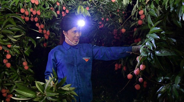 Mỗi người một chiếc đèn trên đầu, ai nấy đều thoăn thoắt, người bẻ vải người gói, người buộc, người vặt lá...Ảnh: Infonet.