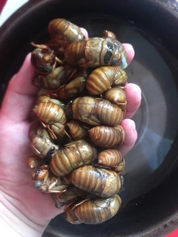 Lý giải về mức giá cao ngất ngưởng, người bán cho rằng ve sầu không có quanh năm mà chỉ xuất hiện từ đầu tháng 5 đến tháng 7.