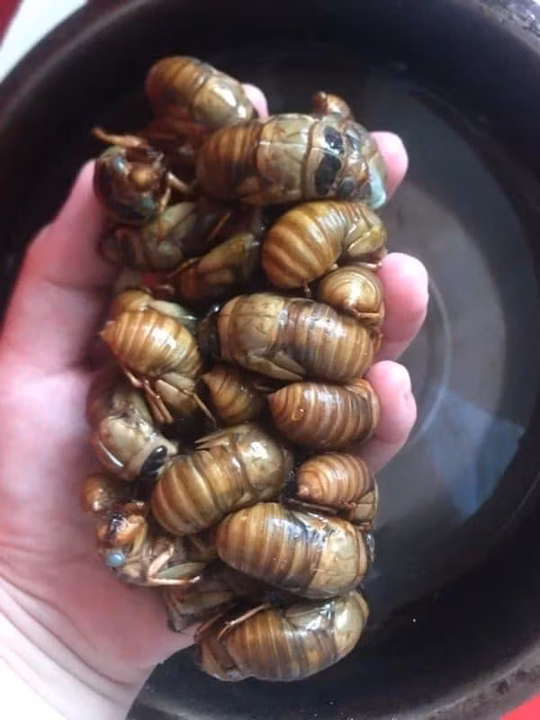 Lý giải về mức giá cao ngất ngưởng, người bán cho rằng ve sầu không có quanh năm mà chỉ xuất hiện từ đầu tháng 5 đến tháng 7.