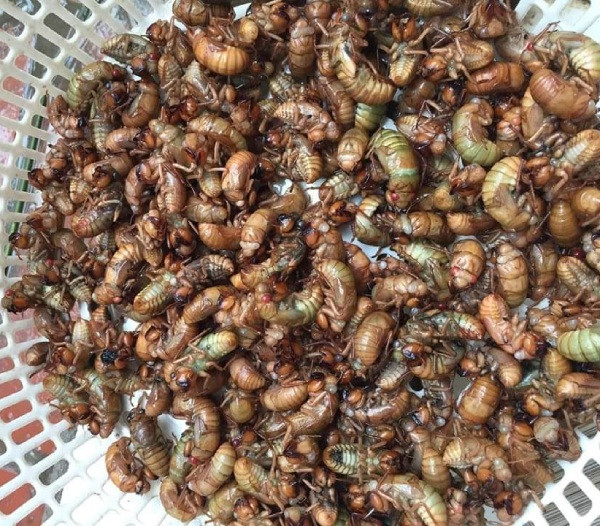 Tuy nhiên, không phải ai cũng dám thưởng thức món ve sầu vì sợ ngộ độc. Theo các chuyên gia, ve sầu non sống trong môi trường đất nên có nguy cơ nhiễm và bị nấm ký sinh cao.