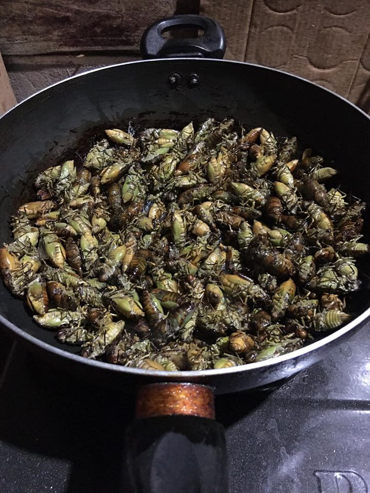 Ve sầu non có thể chế biến được nhiều món ăn cho dân nhậu như chiên giòn, rán...