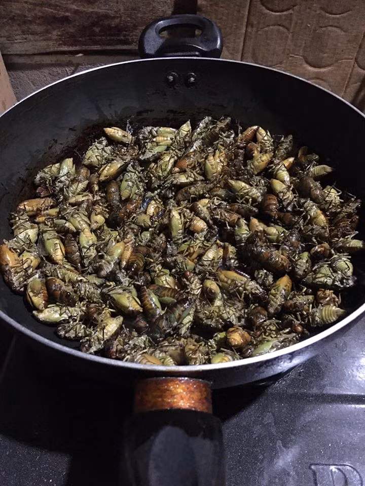 Ve sầu non có thể chế biến được nhiều món ăn cho dân nhậu như chiên giòn, rán...