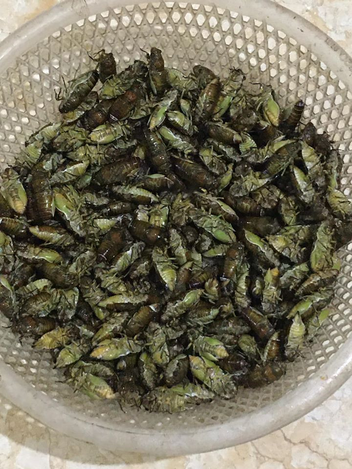 Cô Thanh (Hà Đông, Hà Nội) tiết lộ bán được hơn 20kg ve sầu kể từ đầu mùa. Hiện, cô Thanh vẫn còn nợ một số đơn của khách vì chưa gom được hàng.