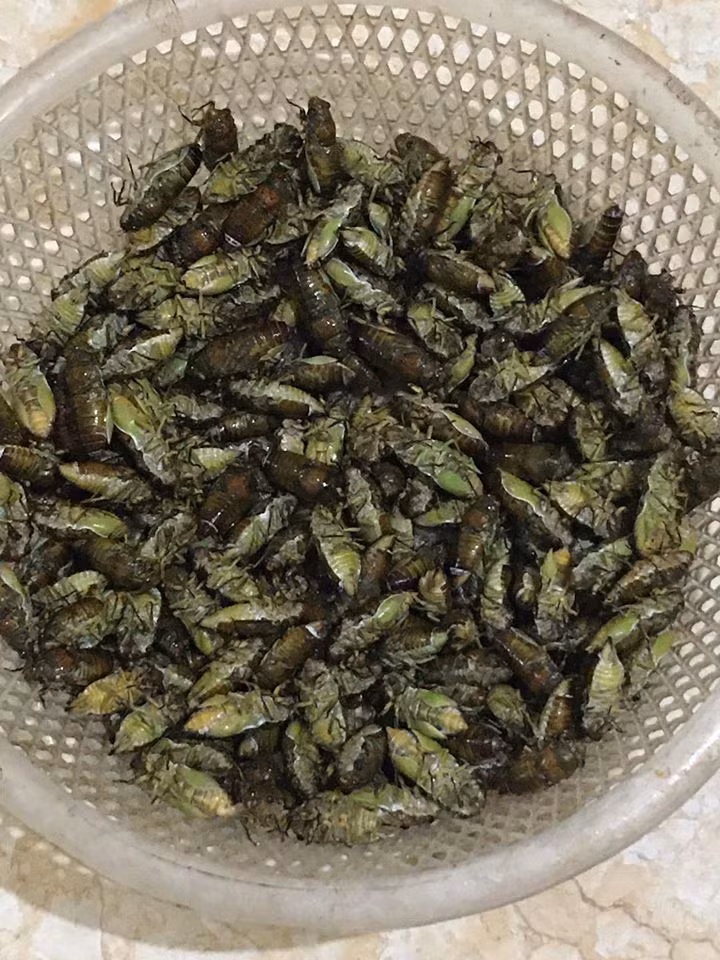 Cô Thanh (Hà Đông, Hà Nội) tiết lộ bán được hơn 20kg ve sầu kể từ đầu mùa. Hiện, cô Thanh vẫn còn nợ một số đơn của khách vì chưa gom được hàng.