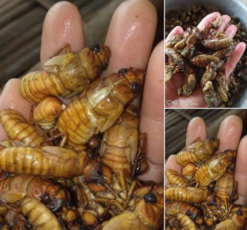 Gần đây trên các chợ mạng, nhiều tiểu thương rao bán tràn lan ve sầu non (hay ve sầu sữa) với giá từ 230.000 - 350.000 đồng/kg. Đáng chú ý, có những nơi bán tới gần 500.000 đồng/kg.