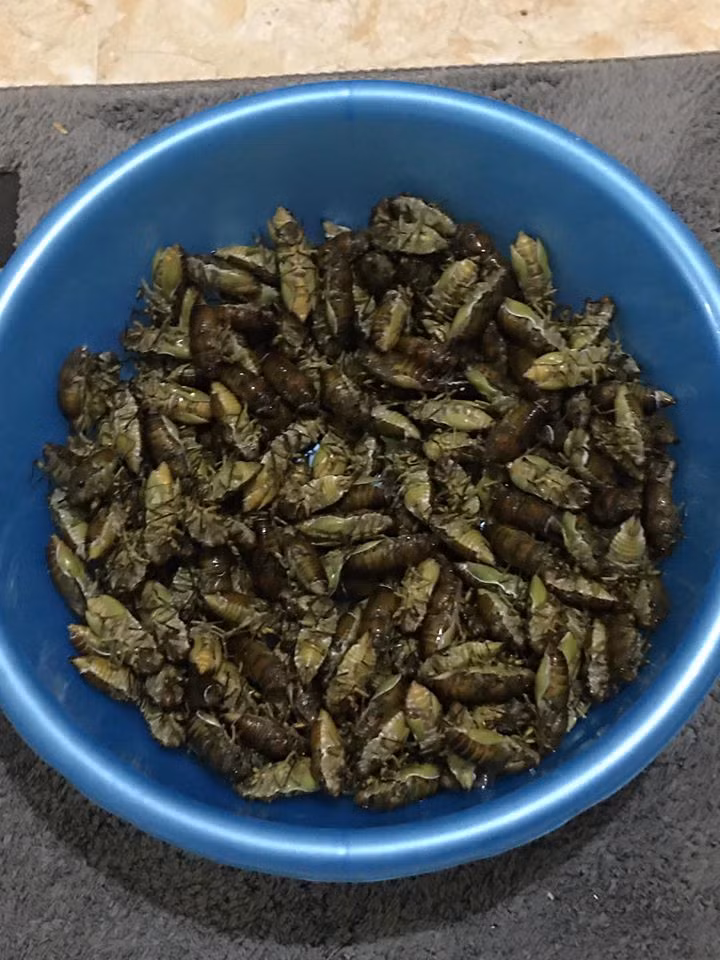 Hơn nữa, ve sầu thường lột xác trong đêm nên thợ săn phải canh đúng thời điểm để bắt được loại nhộng ngon nhất. Thời gian săn ve lý tưởng nhất là từ 23 giờ đêm đến 4 giờ sáng.