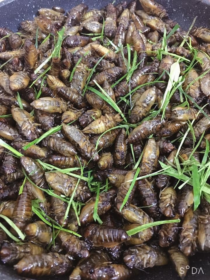 Vì món ăn chế biến từ nhộng ve sầu có vị bùi béo, ngọt thơm rất đặc trưng nên được dân nhậu rất ưa chuộng.