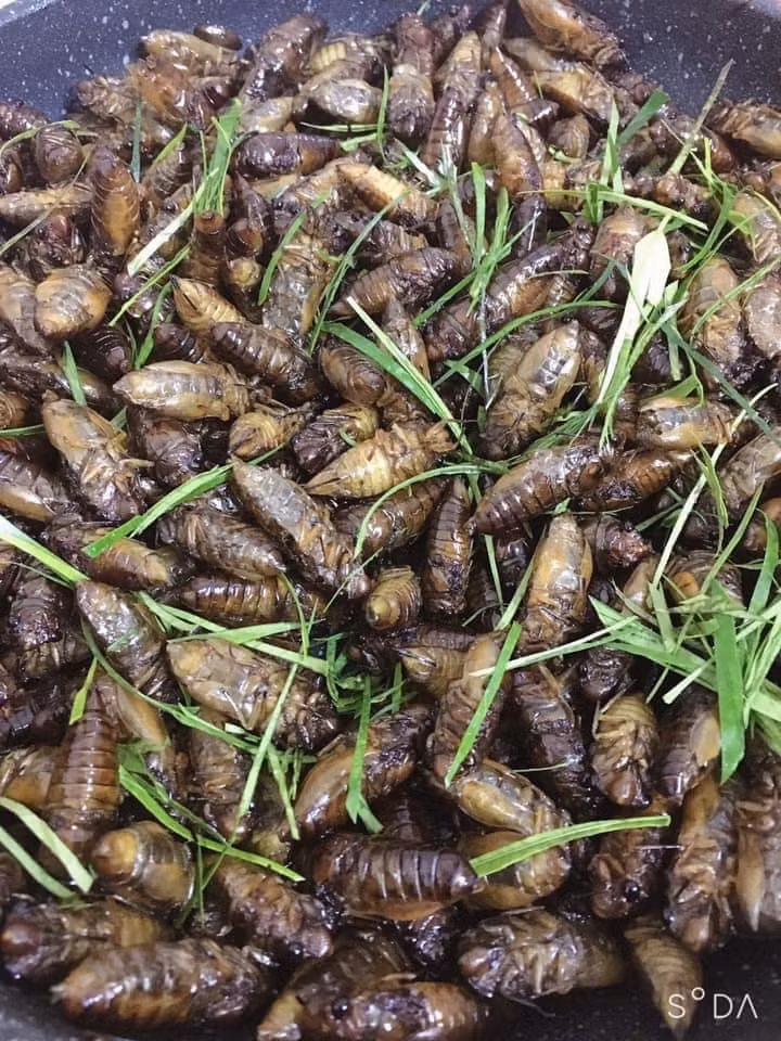 Vì món ăn chế biến từ nhộng ve sầu có vị bùi béo, ngọt thơm rất đặc trưng nên được dân nhậu rất ưa chuộng.