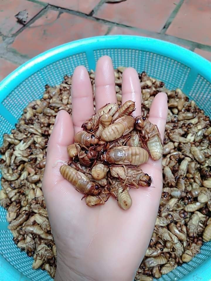 Theo người bán, ve sầu chủ yếu được gom mua từ các tỉnh miền núi phía Bắc như Sơn La, Tuyên Quang, Phú Thọ...