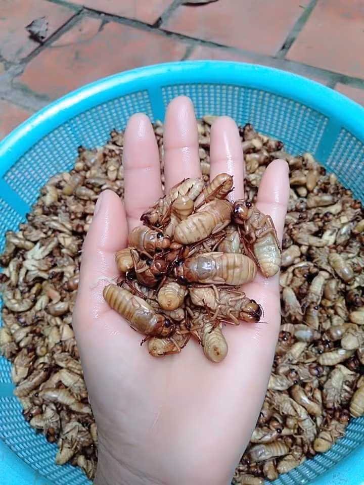 Theo người bán, ve sầu chủ yếu được gom mua từ các tỉnh miền núi phía Bắc như Sơn La, Tuyên Quang, Phú Thọ...