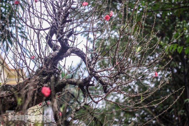 Đào rừng cổ thụ được ưa chuộng bởi thân gốc xù xì nhưng lại có rất nhiều cành lộc non, nụ hoa mới chớm nở. Ảnh: Tiền phong.