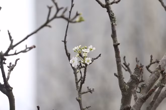 Hoa lê rừng được bán với nhiều mức giá khác nhau, từ 200.000 đồng với cành nhỏ và 4-5 triệu đồng với cành lê lớn, đường kính thân cành từ 20cm. Ảnh: Nhịp sống kinh tế.