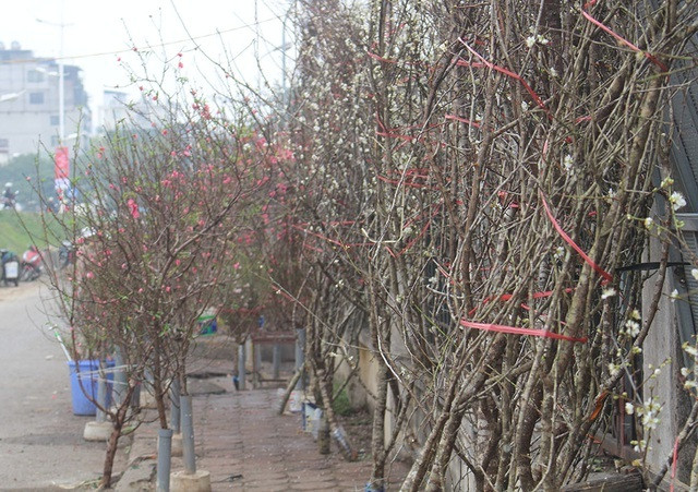 Nếu thời tiết se lạnh, hoa mơ rừng khi được cắm trong bình có nước sẽ giữ được độ tươi từ 10-15 ngày, nếu nhiệt độ tăng thì hoa sẽ nở nhanh hơn. Ảnh: Vietnamnet.