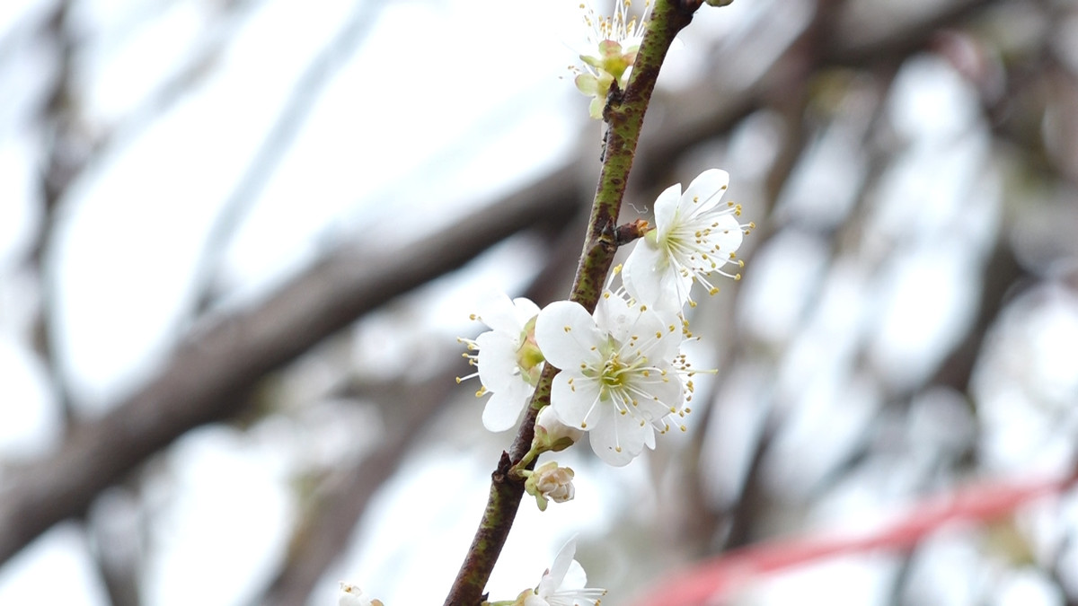 Hoa mơ rừng có giá khá cao, khoảng 200.000 – 300.000 đồng/cành nhỏ, 400.000 – 600.000 đồng/cành vừa, 800.000 – 1.000.000 đồng/cành to.. Ảnh: Vietnamnet.