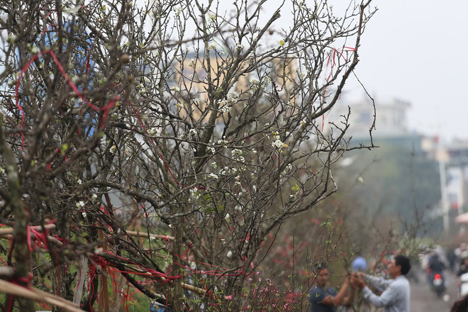 Theo một số người chơi, thú chơi hoa lê rừng xuất hiện khoảng 6-7 năm tại Hà Nội. Tuy nhiên, do hoa bền, đẹp và nhiều ý nghĩa, nên hoa lê được ưa chuộng, lượng mua ngày càng tăng. Ảnh: Nhịp sống kinh tế.