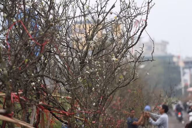 Theo một số người chơi, thú chơi hoa lê rừng xuất hiện khoảng 6-7 năm tại Hà Nội. Tuy nhiên, do hoa bền, đẹp và nhiều ý nghĩa, nên hoa lê được ưa chuộng, lượng mua ngày càng tăng. Ảnh: Nhịp sống kinh tế.