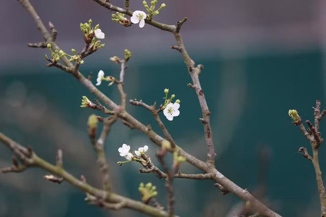 Dịp sau Tết Nguyên đán 2019, hoa lê rừng lấy từ các vùng như Lào Cai, Hà Giang, Cao Bằng, Lạng Sơn trở thành mặt hàng hút khách tại Hà Nội. Ảnh: Nhịp sống kinh tế.