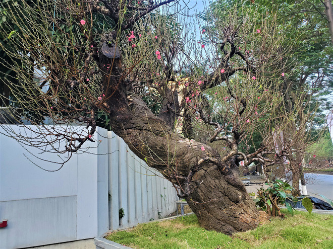 Vài năm gần đây, người dân thủ đô Hà Nội rất chuộng giống đào rừng cổ thụ trong dịp Tết Nguyên đán. Ảnh: Baodansinh.