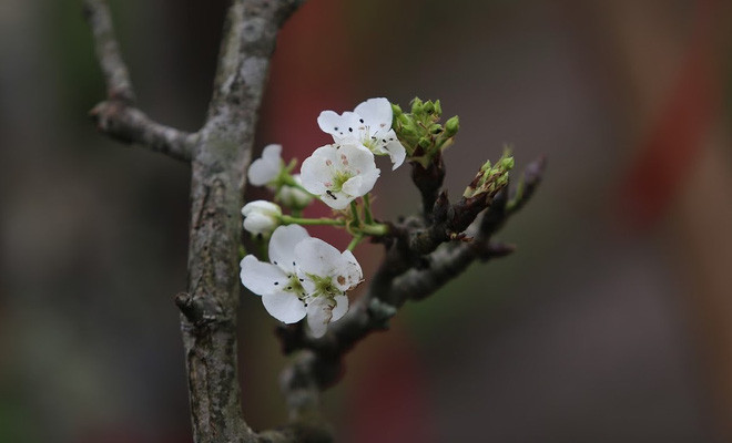 Màu trắng của hoa lê gợi cảm giác thanh khiết, dễ chịu. Ảnh: Nhịp sống kinh tế.